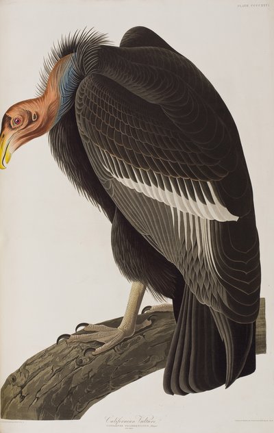 Illustration from 