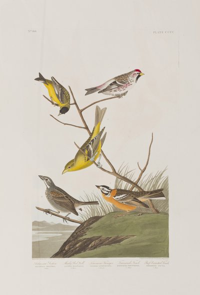 Illustration from 