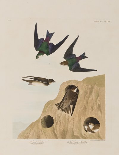 Illustration from 