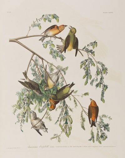 Illustration from 