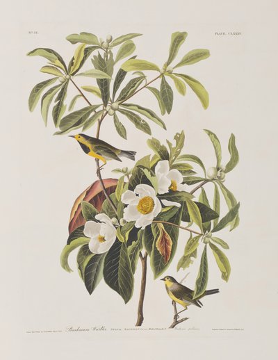 Illustration from 
