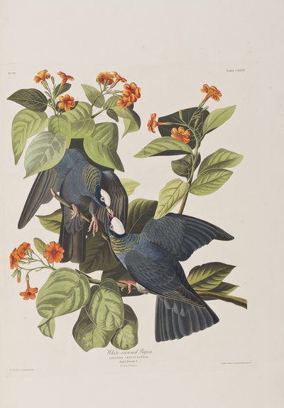 Illustration from 