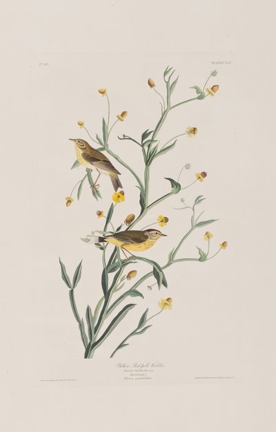 Illustration from 