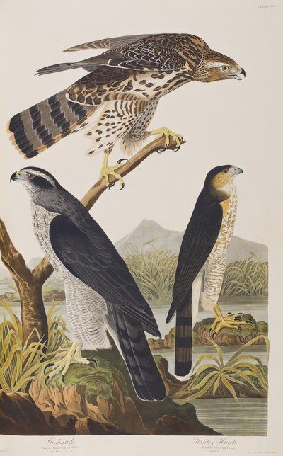 Illustration from 