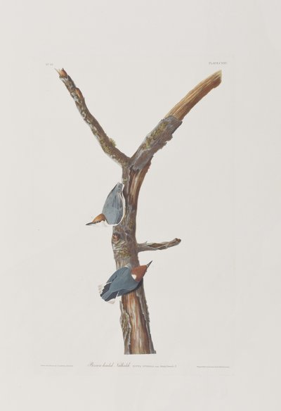 Illustration from 