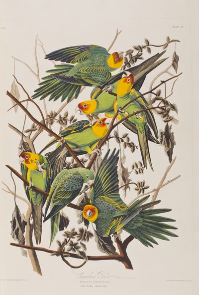 Illustration from 