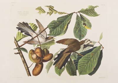 Illustration from 