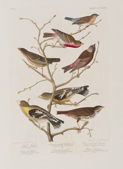 Illustration from 