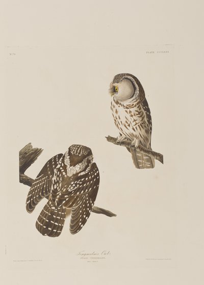 Illustration from 