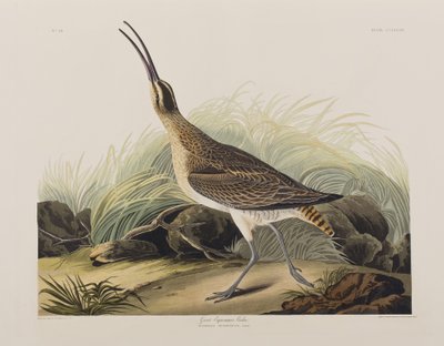 Illustration from 