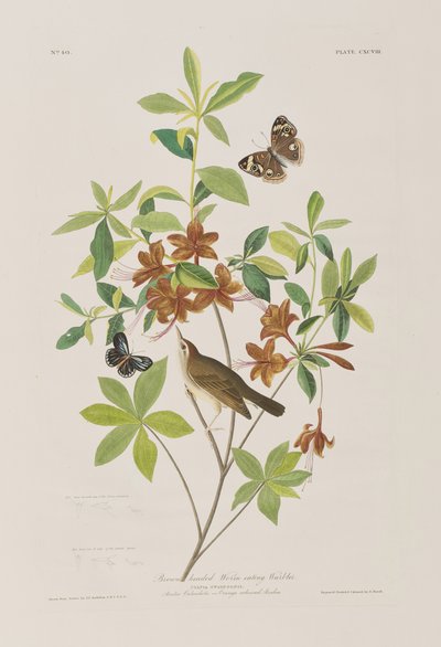Illustration from 
