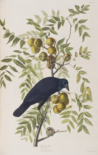 Illustration from 