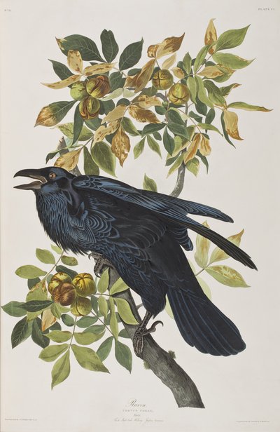 Illustration from 