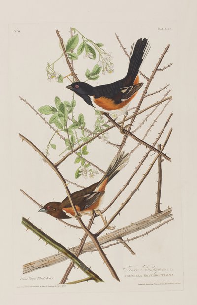 Illustration from 
