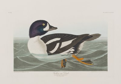 Illustration from 