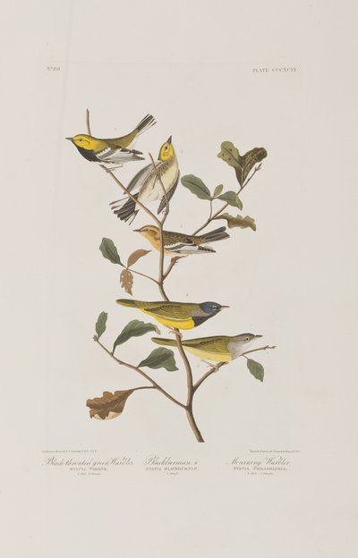 Illustration from 
