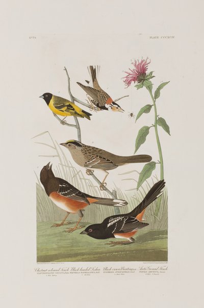 Illustration from 