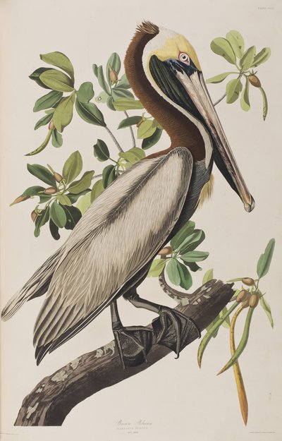 Illustration from 