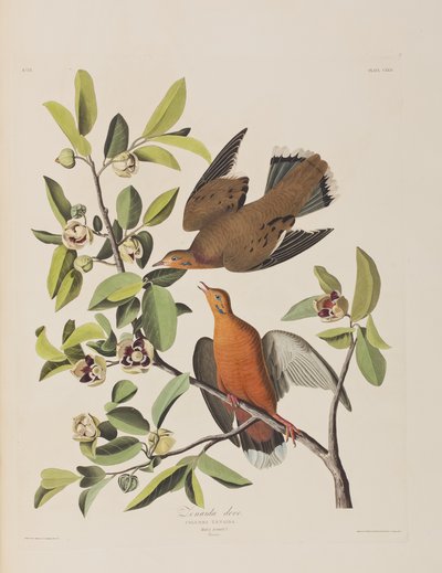Illustration from 