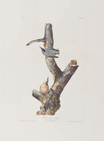 Illustration from 