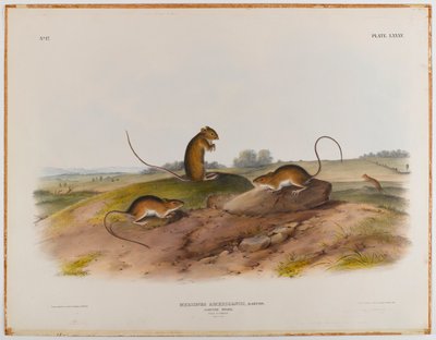 Jumping mouse by John James Audubon