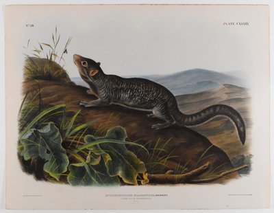 Large-tailed spermophile by John James Audubon