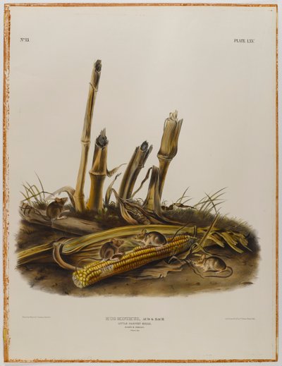 Little harvest mouse by John James Audubon
