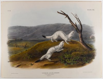 Little nimble weasel by John James Audubon