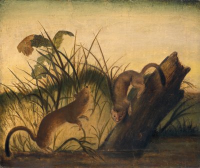 Long-Tailed Weasel by John James Audubon