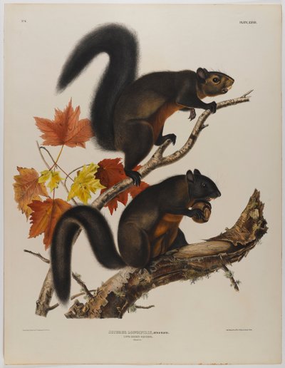 Long-Haired Squirrel by John James Audubon