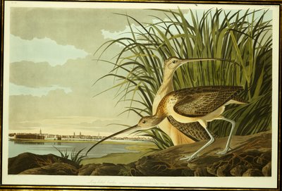 Male and Female Long Billed Curlew by John James Audubon