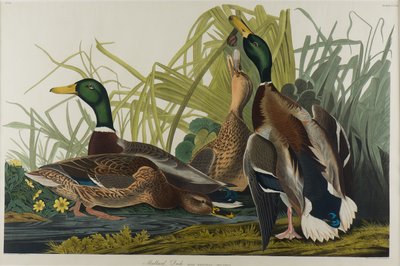 Mallard Duck, 1834 by John James Audubon