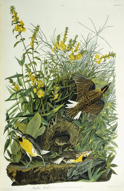 Meadow Lark, 1832 by John James Audubon