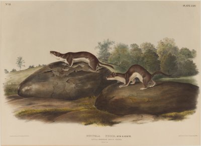 Mustella Fusca by John James Audubon