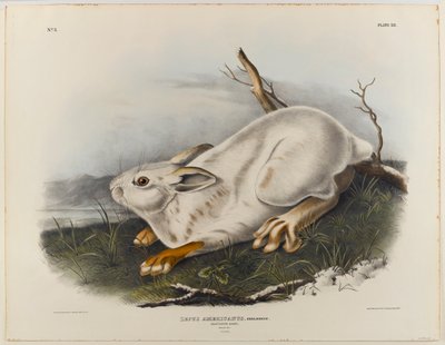 Northern hare (winter pelage) by John James Audubon