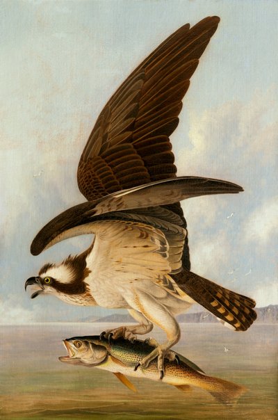 Osprey and Weakfish, 1829 by John James Audubon