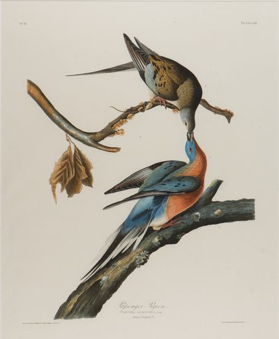 Passenger Pigeon, 1827-1838 by John James Audubon