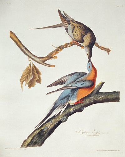 Passenger Pigeon, from 