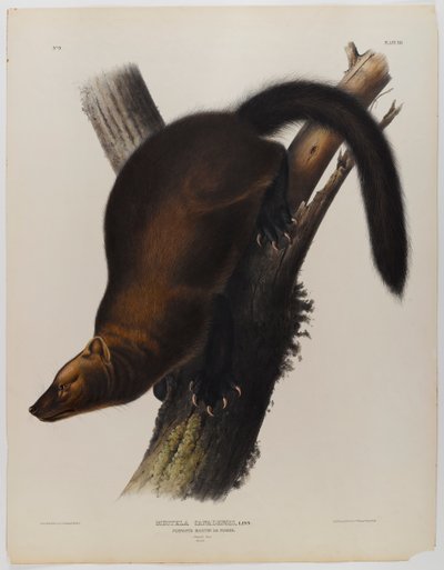 Pennant