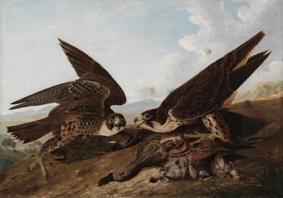 Peregrine Falcons by John James Audubon