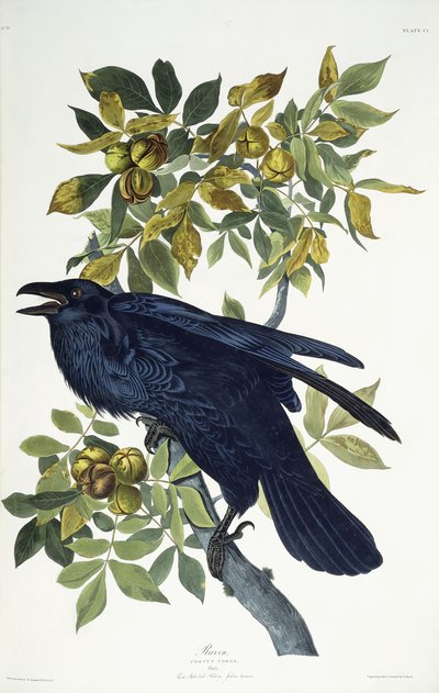 Raven by John James Audubon