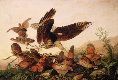 Red-Shouldered Hawk Attacking Bobwhite Partridges, 1827 by John James Audubon