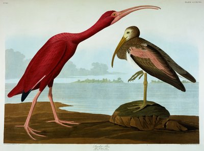 Scarlet Ibis by John James Audubon