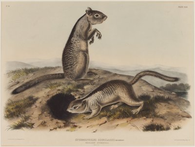 Spermophilus Douglassii (Two Douglas Squirrels) by John James Audubon