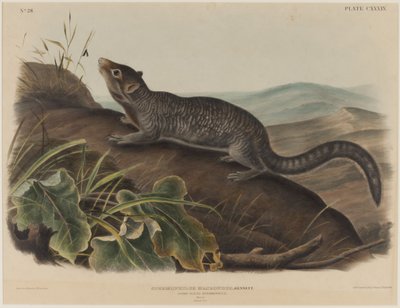 Spermophilus Macrourus (Large-Tailed Squirrel) by John James Audubon