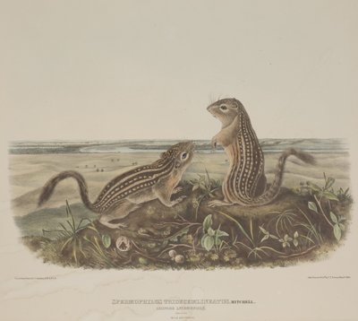 Spermophilus Tridecemlineatus (Two Leopard Squirrels) by John James Audubon