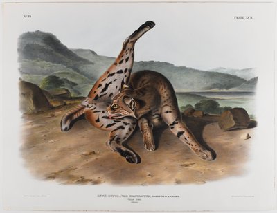Texan lynx by John James Audubon