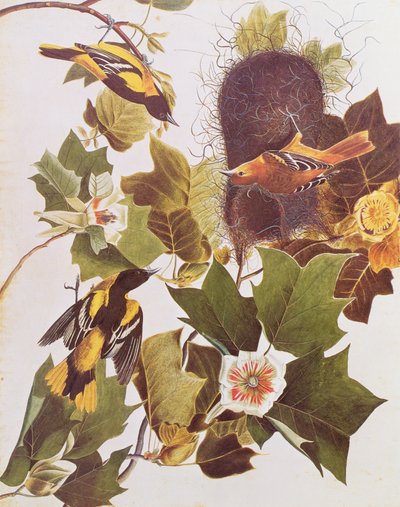 The Oriole, from Birds of America by John James Audubon