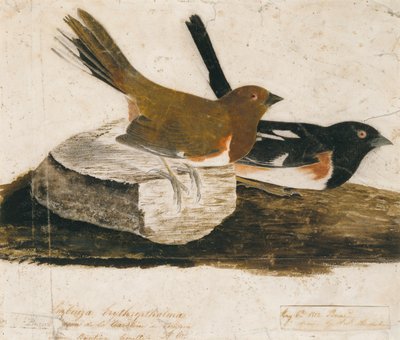 Towhee Bunting by John James Audubon