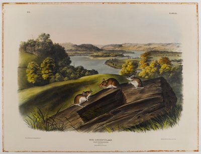 White-footed mouse by John James Audubon